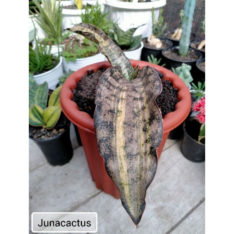 Sansevieria Kirkii Brown variegata
