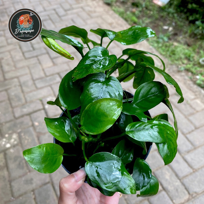Anubias Nana Jumbo clum Anakan Banyak Kualitas Daun air