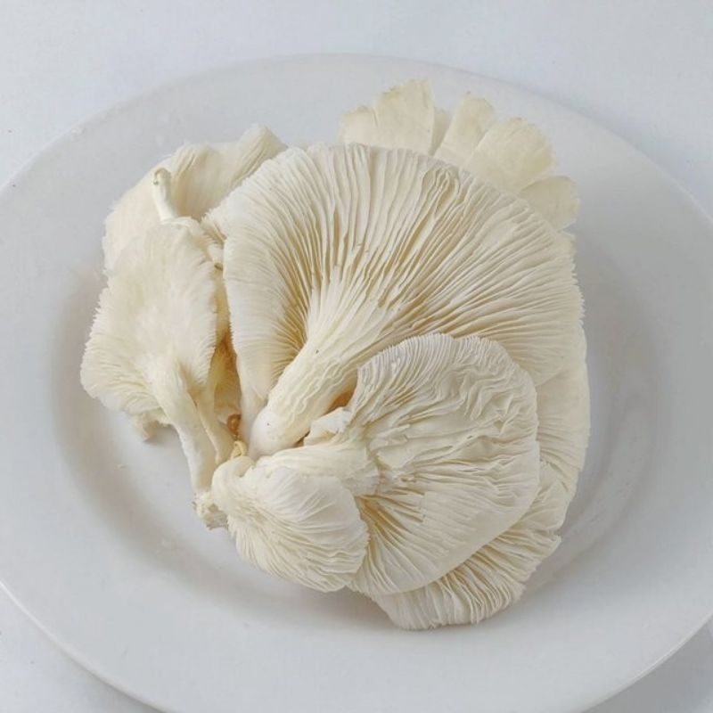 

[ MURAH ] - Jamur Tiram