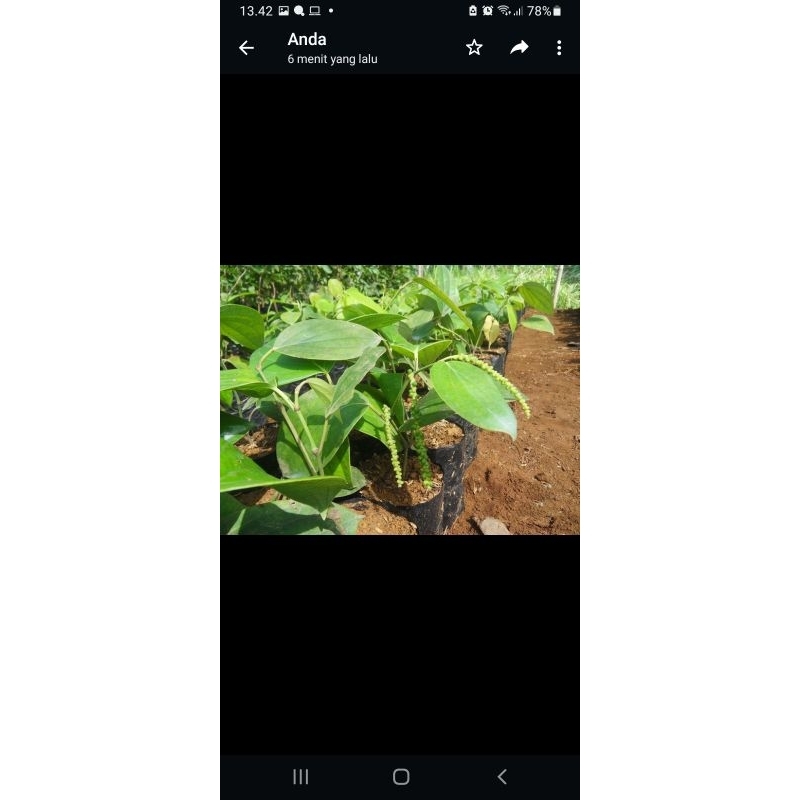bibit tanaman lada...bibit pohon merica
