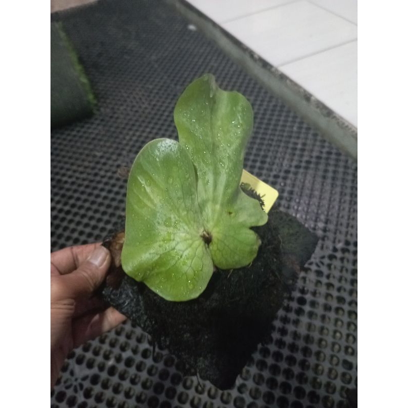 Platycerium Elephantotis