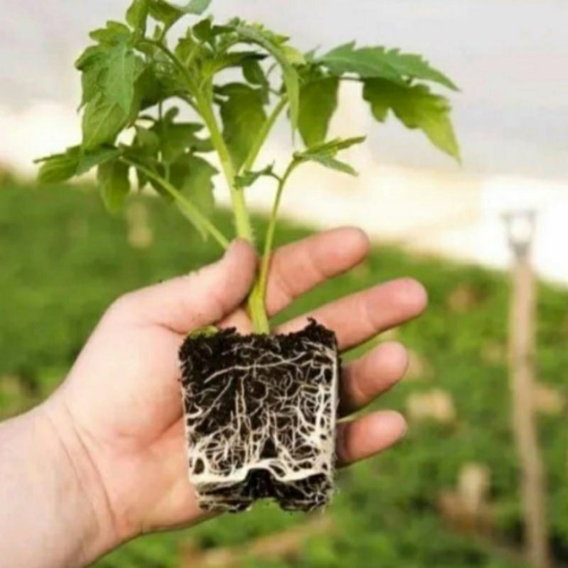 RK Smart Garden - Garden68 Vitamin Tanaman
