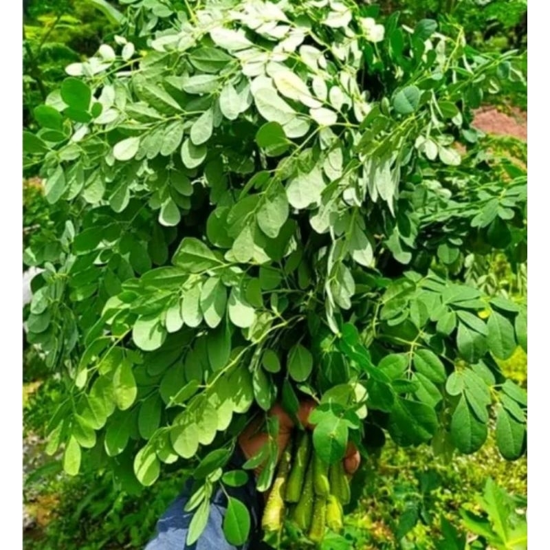 

daun kelor segar/fresh murah