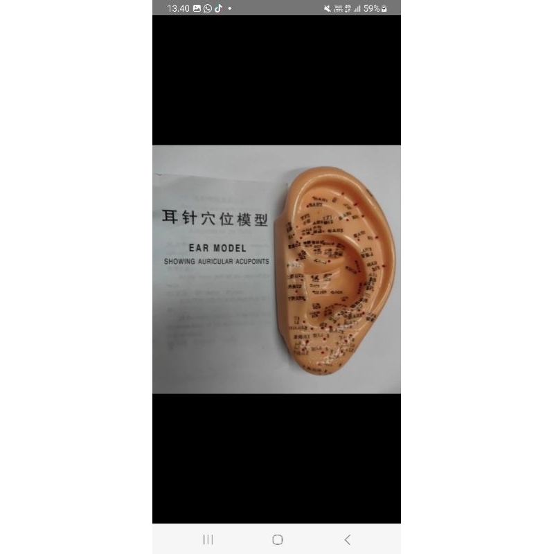 Patung Akupuntur Model Telinga