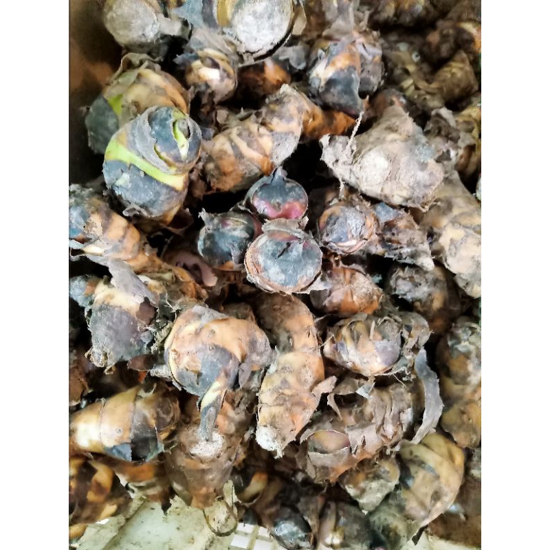 

Umbi ganyong Wonogiri 500 gram