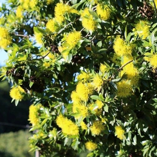 Bibit Tanaman Bunga Santos Lemon Kuning untuk pakan lebah trigona mitra klanceng unggul