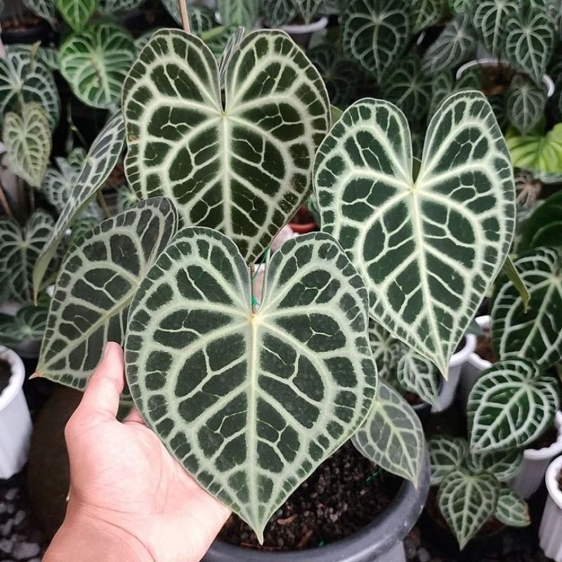 anthurium queen clarinervium