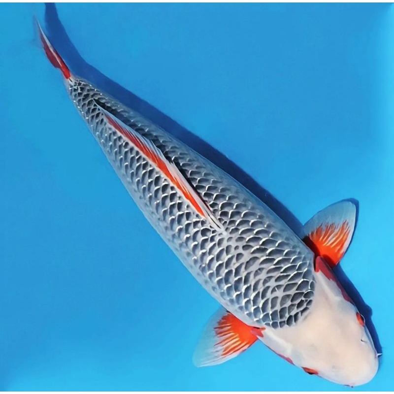 Koi Asaghi Blitar paket isi 7 ekor