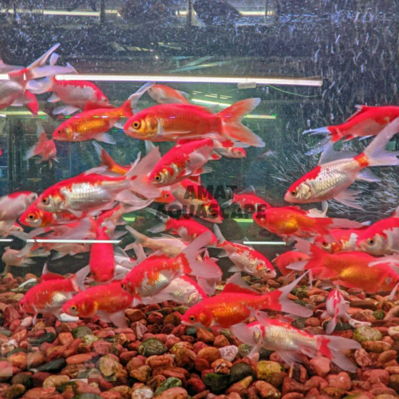 Ikan Hias Komet Slayer | Ikan Hias Air Tawar Aquarium Aquascape