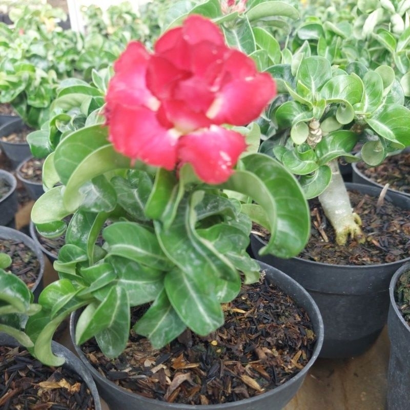 Adenium DHA Multipetal