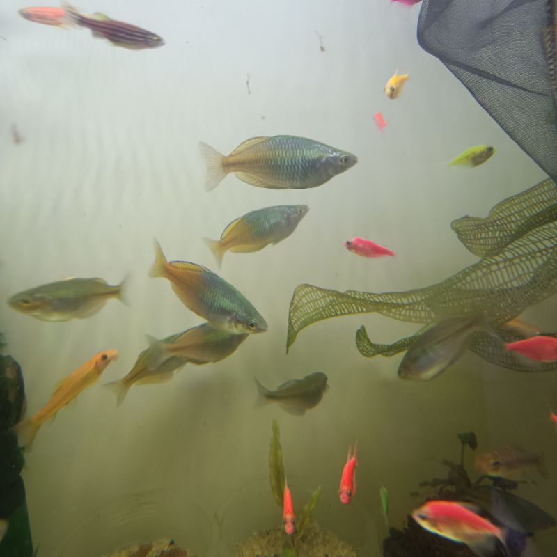 Hiasan Aquarium Ikan Rainbow Bosemani Basmani