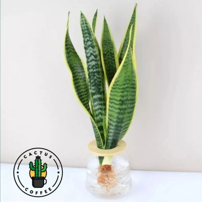 PAKET HEMAT 5 Tanaman Hias Lidah Mertua Sansivera lidah Mertua / Tanaman Sansivera lidah Mertua / Po