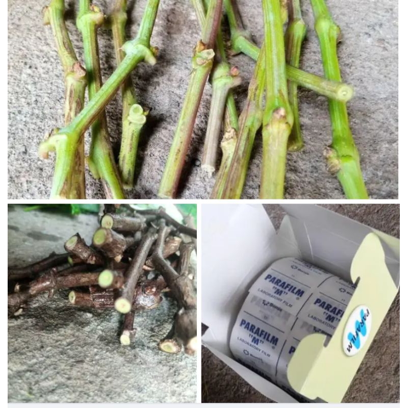 PAKET ENTRES ANGGUR IMPORT READY 20 VARIAN