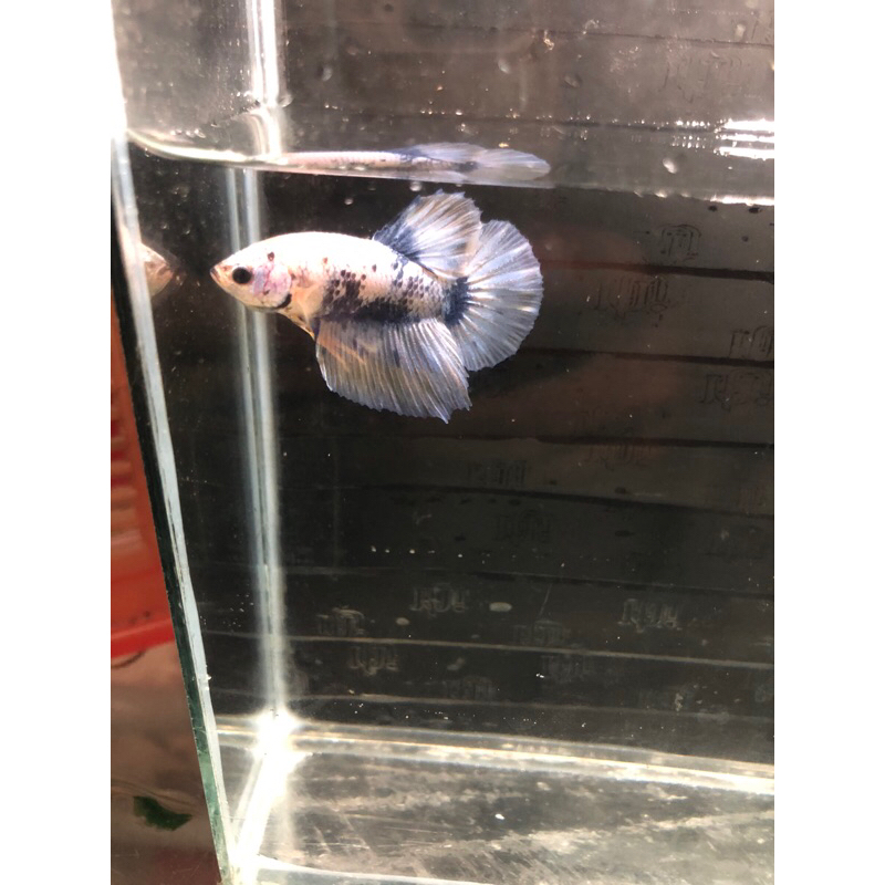 

Ikan hias cupang ikan sesuai foto