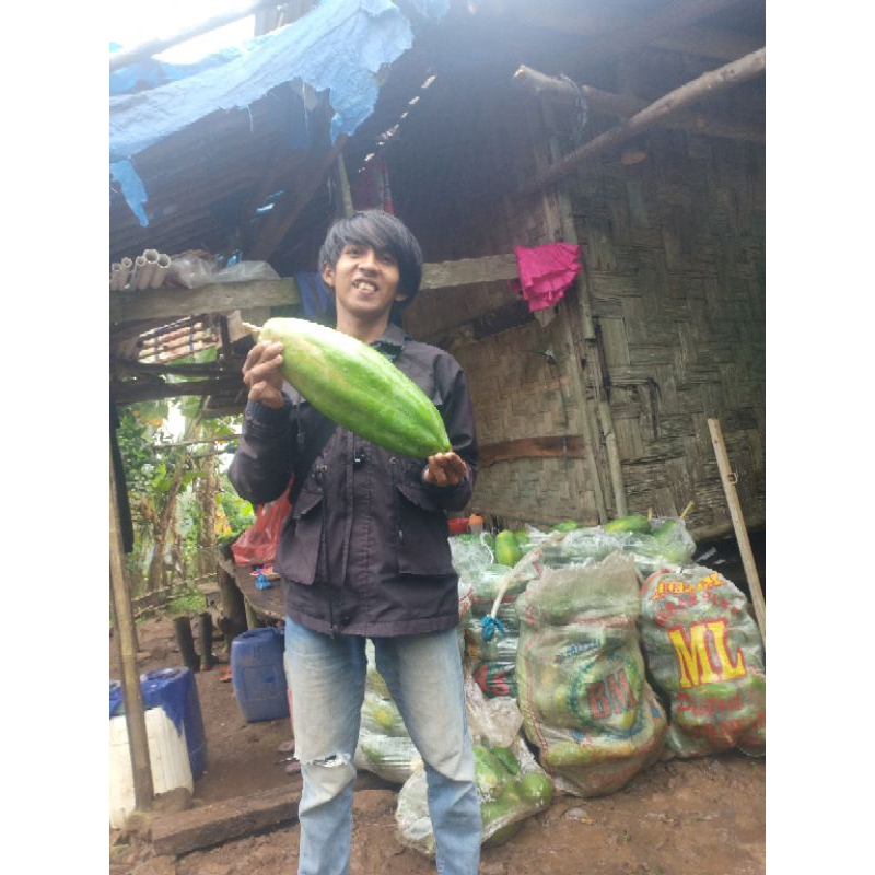 

Pepaya lokal