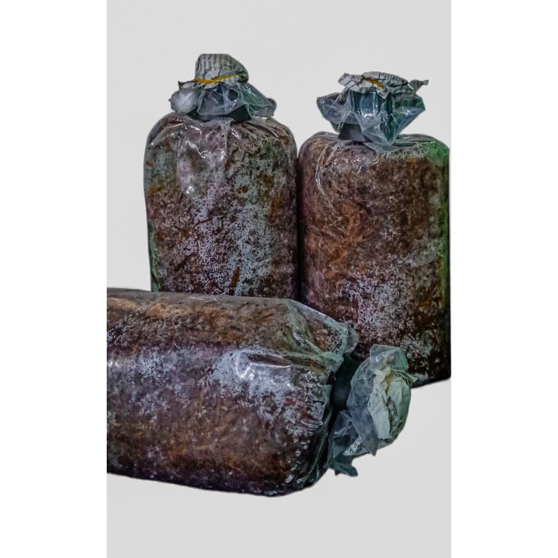 BIBIT JAMUR MERANG 12 BAGLOG