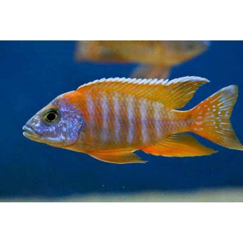 red rubin cichlid