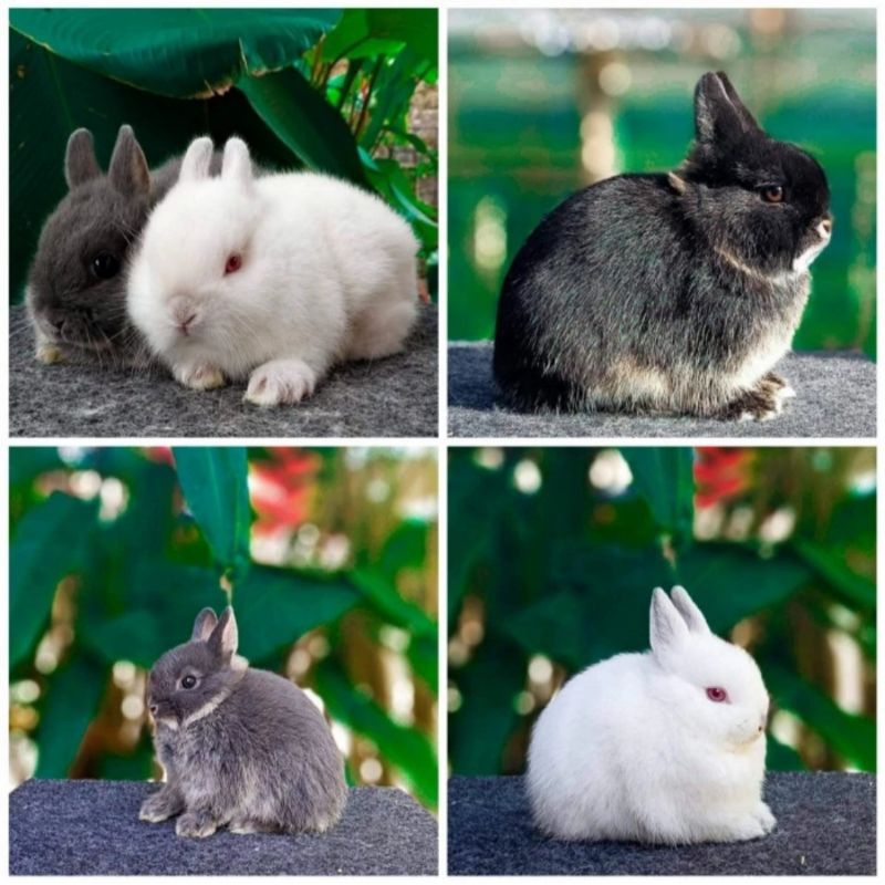 Anak Kelinci Hias Mini Netherland Dwarf Hidup