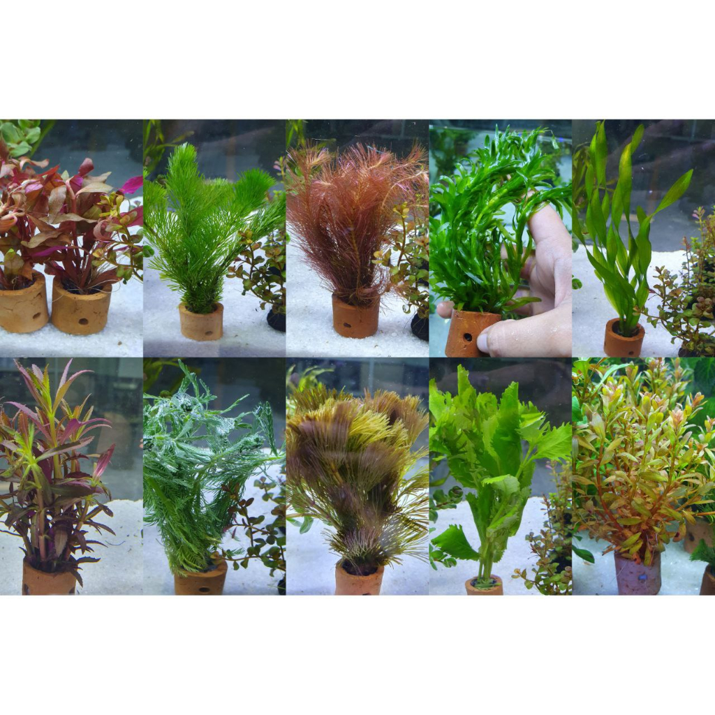 TANAMAN POT HIAS AQUASCAPE AQUARIUM