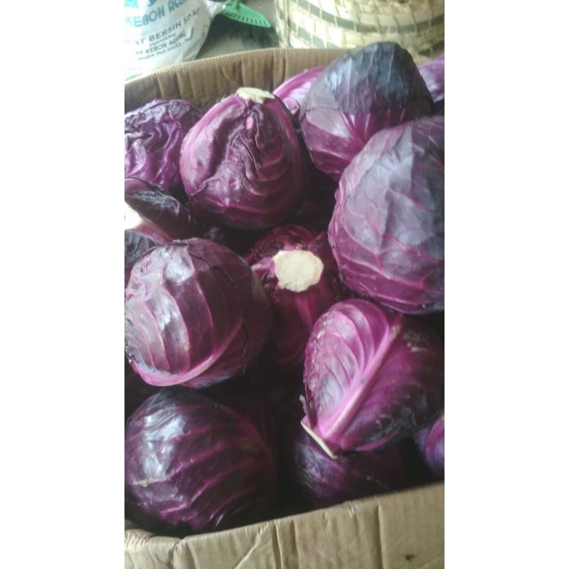 

KOL UNGU FRESH/ KUBIS UNGU 800GR / KOL MERAH