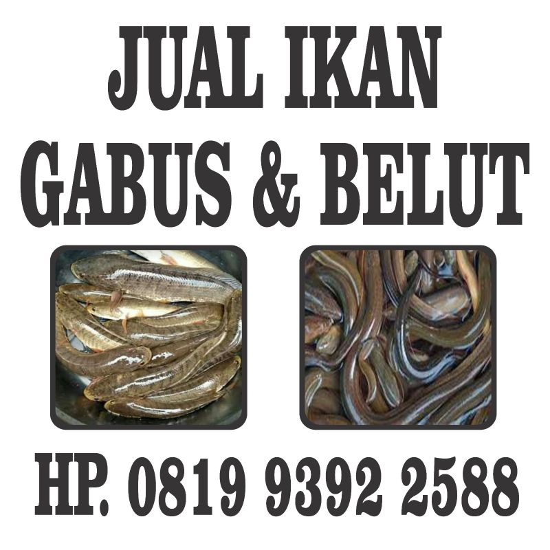

Jual ikan gabus dan belut bisa COD daerah pandeglang