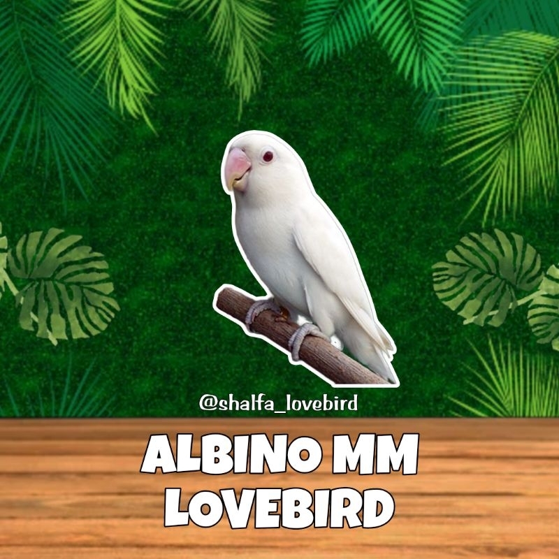 LOVEBIRD ALBINO MATA MERAH JANTAN/BETINA PAUD DAN DEWASA