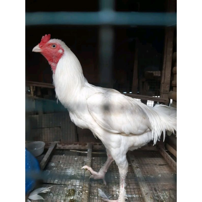 ayam putih mulus tembus jantan / ayam putih tembus / ayam putih mulus / ayam sesajen / ayam jago put