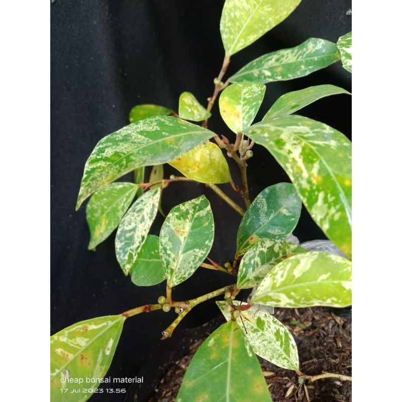 amplas varigata ampelas variegata bahan bonsai unik dan rajin berbuah