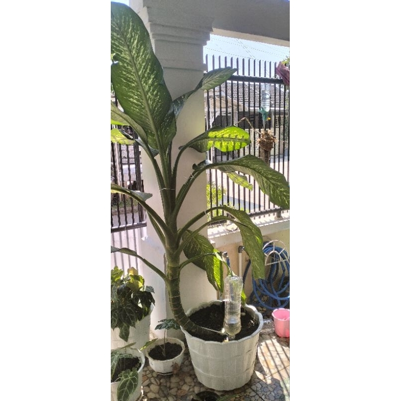 Sri Rejeki Jumbo 1.7 meter