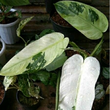 philodendron jose buono
