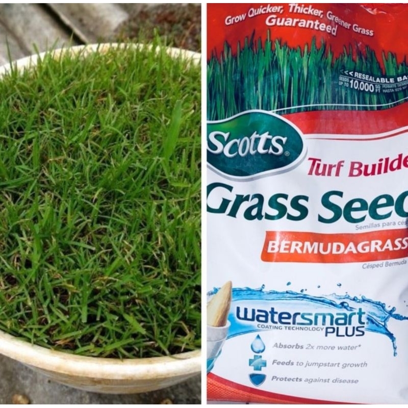 BENIH BIJI RUMPUT JEPANG 20grms-RUMPUT HIASAN MAKAM-RUMPUT PEKING