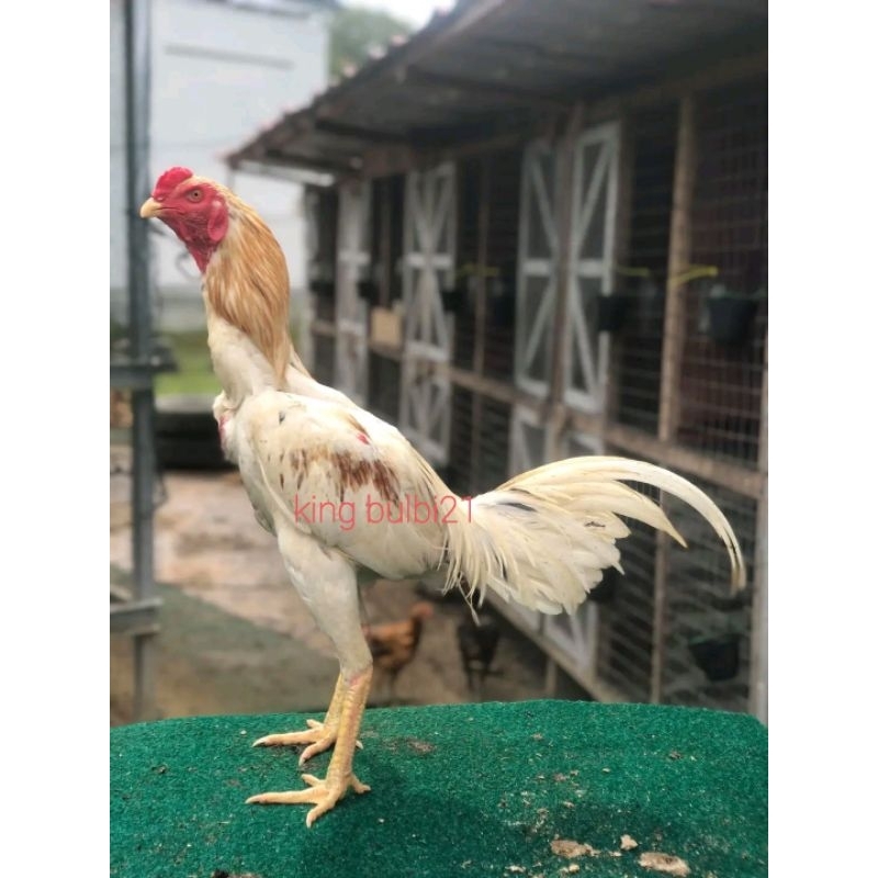 

telur plucker x pakhoy telur pakhoy x plucker