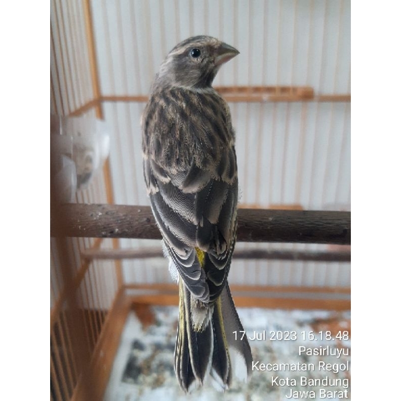 Jantan Blackthroat prospek spek Gacor buka sayap usia 8-9 bln