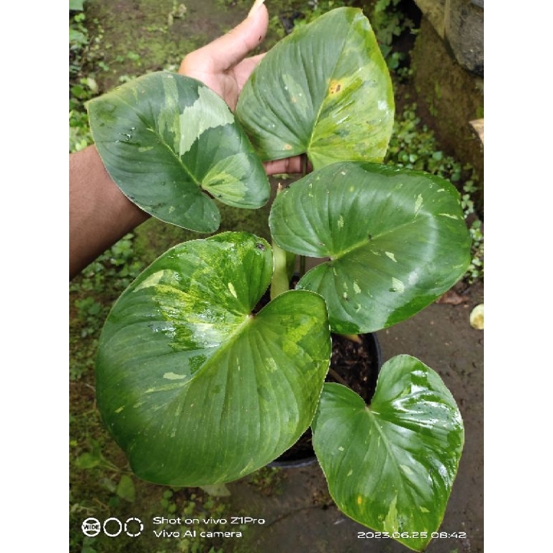 homalomena varigata