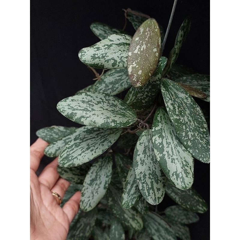 hoya sigillatis splash