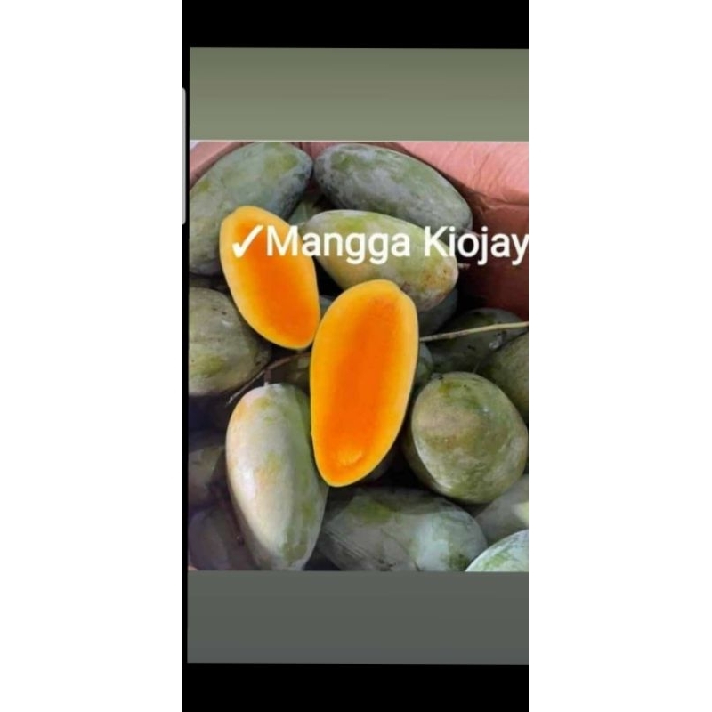 

Mangga Kiojay Thailand