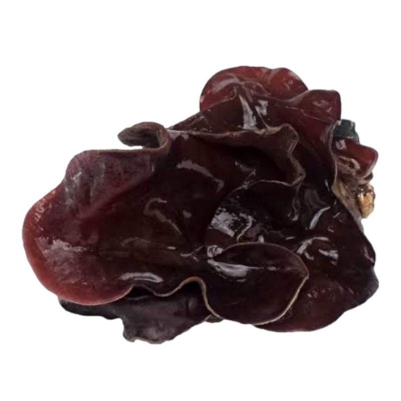 

jamur kuping 250gr