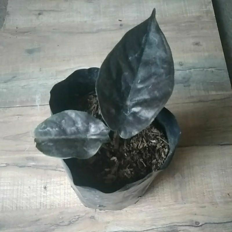 Alocasia Red Invenalis