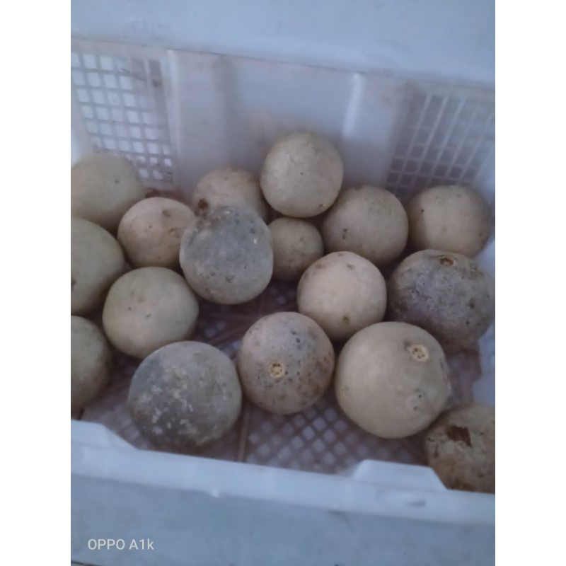 

buah kwisto bnyk khsiatx