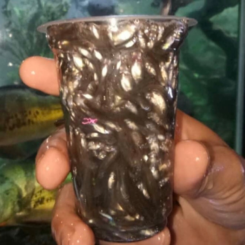 ikan cere pakan predator