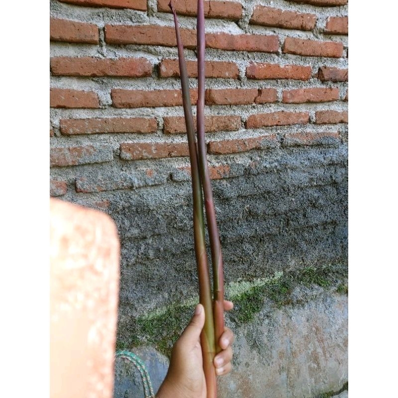 

BATANG / STIK KECOMBRANG MUDA