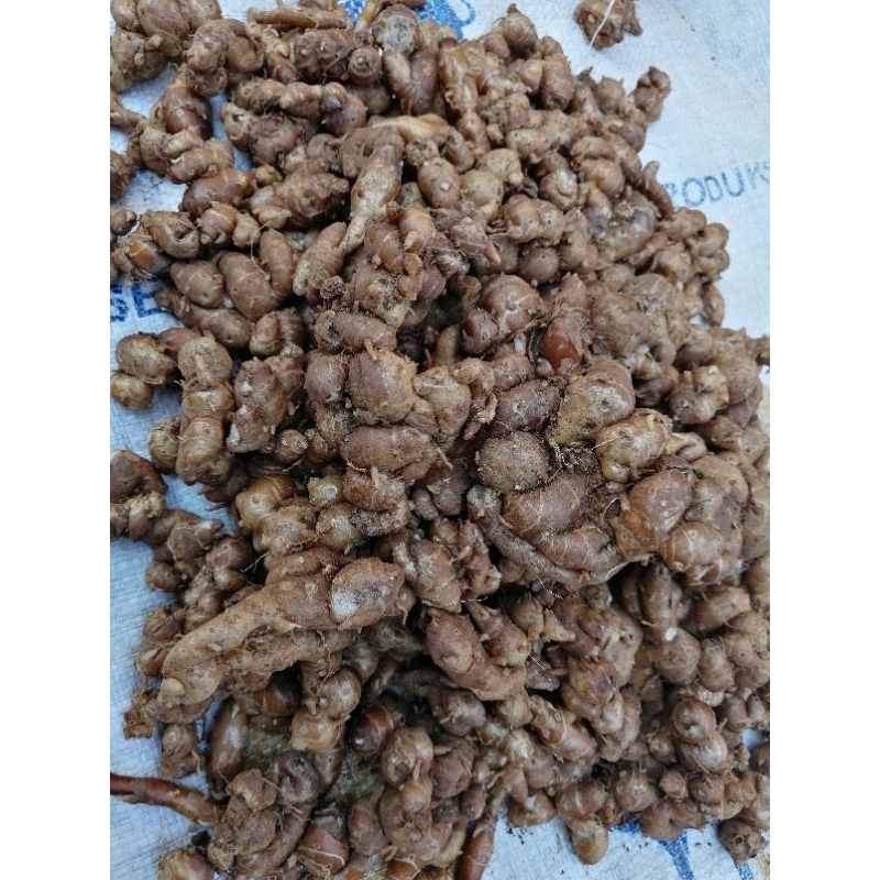 

kencur fresh /segar