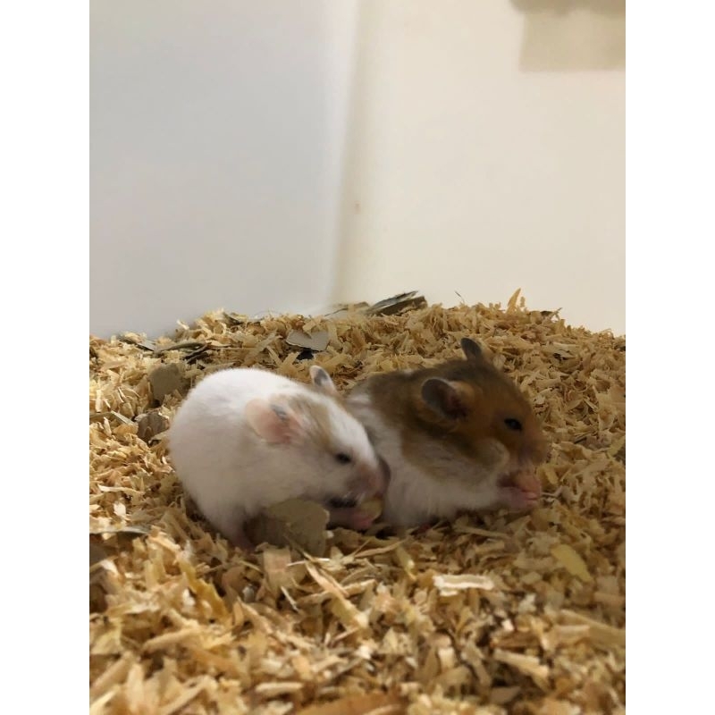 hamster syrian/anakan hamster syrian gembul/hamster syrian short hair
