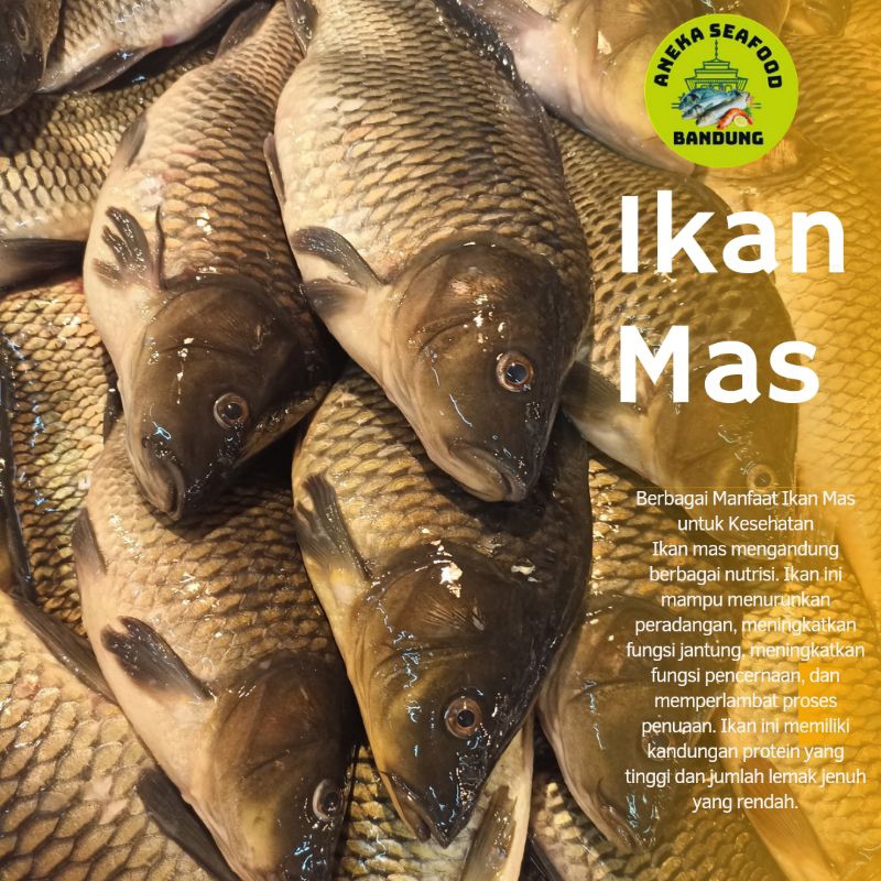 

Ikan Mas Segar / Ikan Emas Segar 1kg Isi 2-6ekor