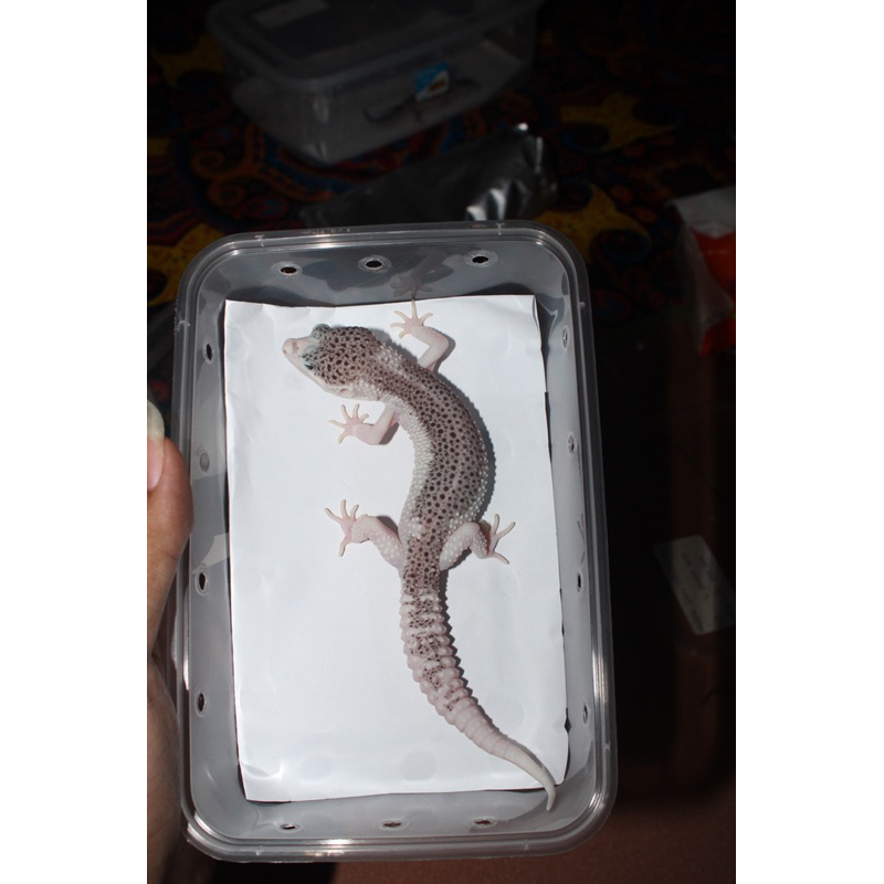 PIED {SUPER PIED LINE} USIA SIAP KAWIN