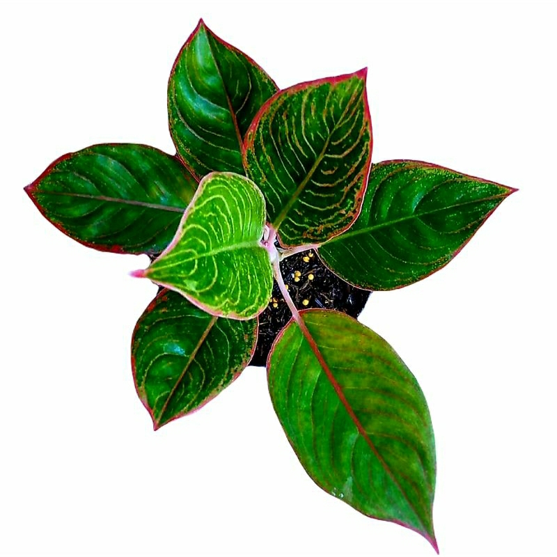 Aglonema Lipstik Peterpan