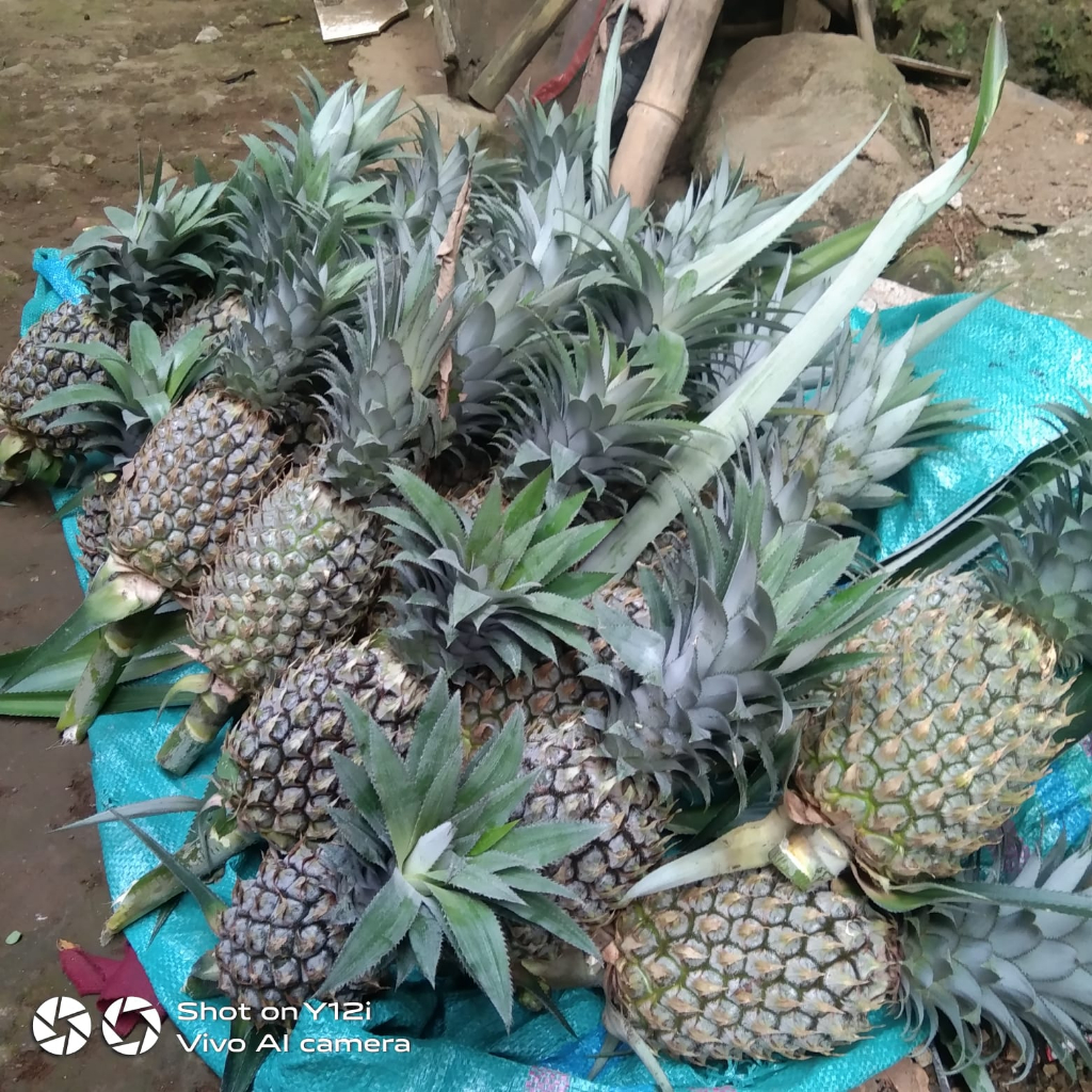 

Buah Nanas Segar Nanas Kampung Baru Petik