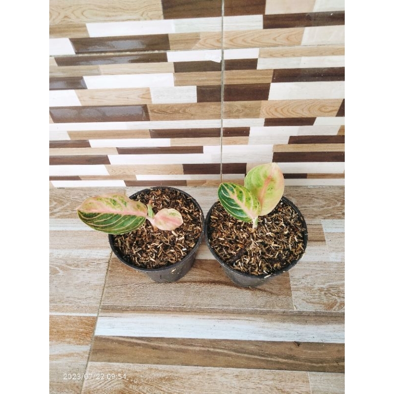 baby aglonema rinjani