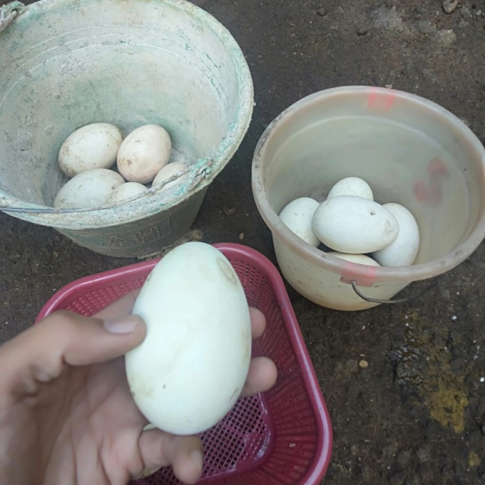 

telur ayam kampung gagal netas 7butir