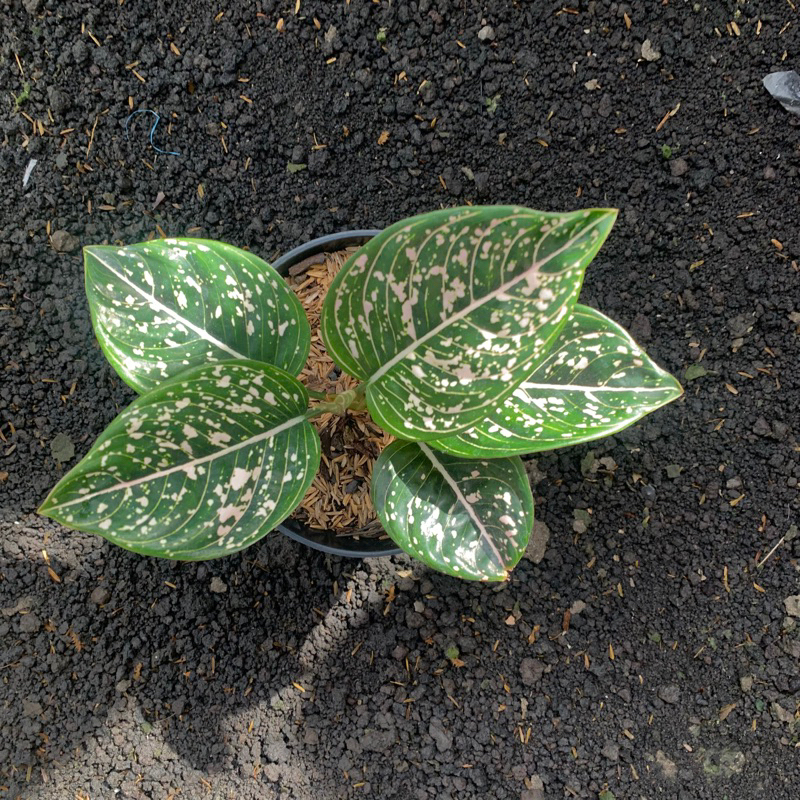 Aglonema Siti Nurbaya tanian lokal✨✨